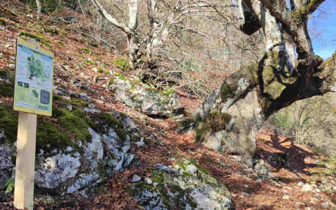 Álava alberga 10 de los 25 árboles vascos declarados Monumento Natural