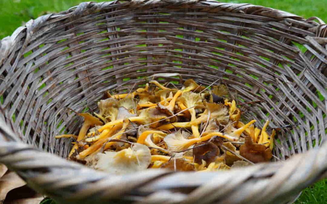 Hay demasiados cantharellus, ¿o no?