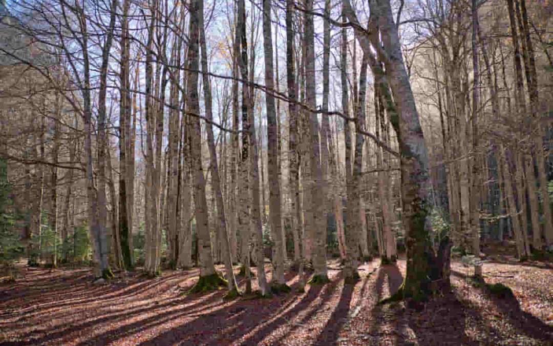 Excursión sencilla a los hayedos de Errotarana, en Bajauri