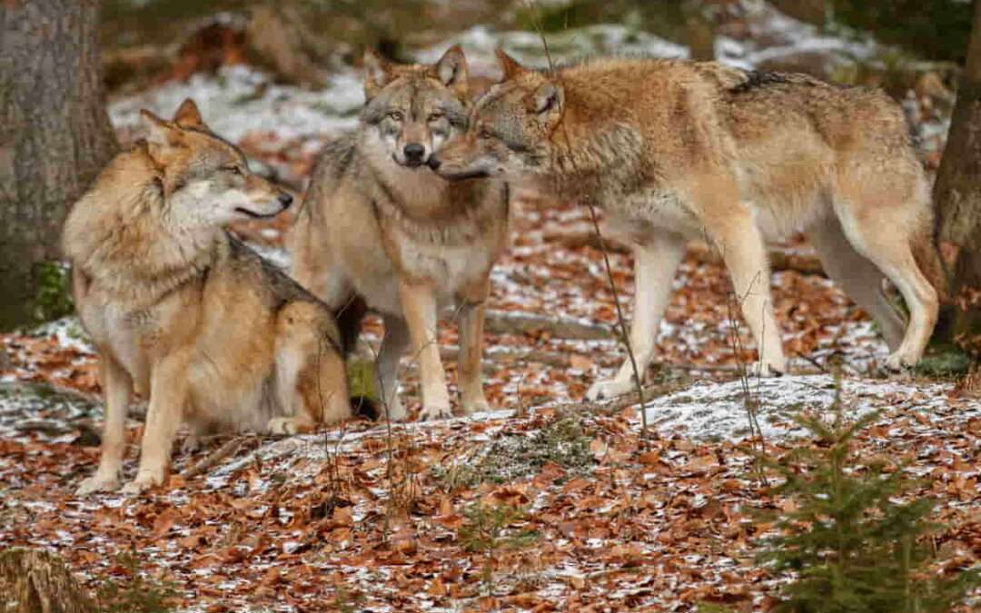El Gobierno Vasco celebra que se rebaje la protección al lobo