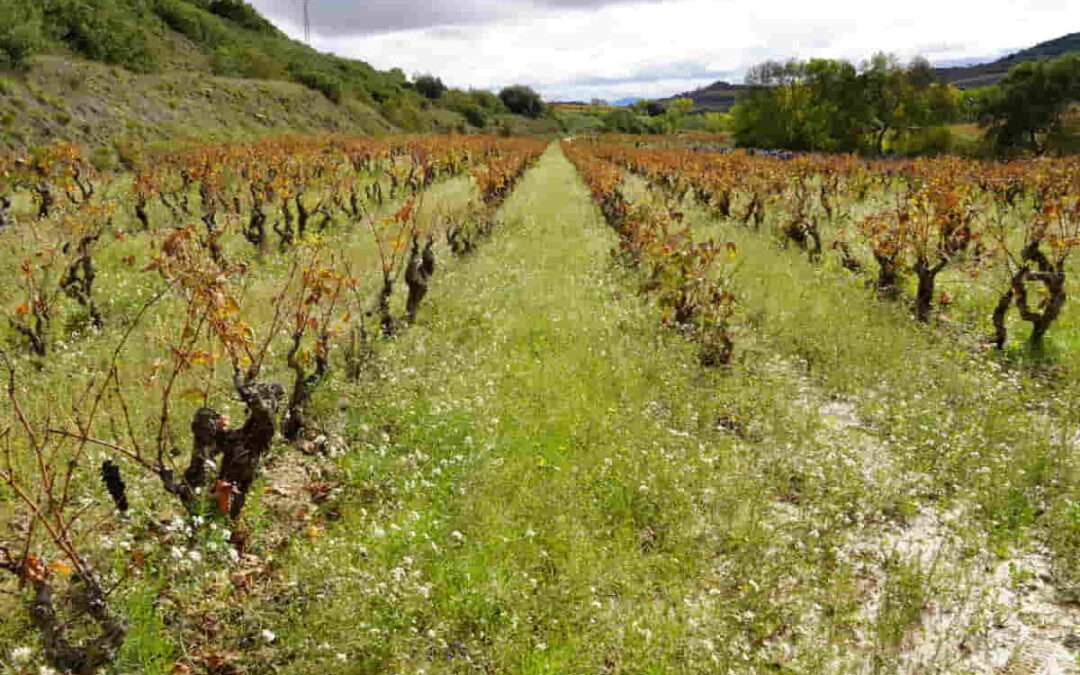 El Gobierno Vasco convoca las ayudas a la reestructuración y reconversión del viñedo
