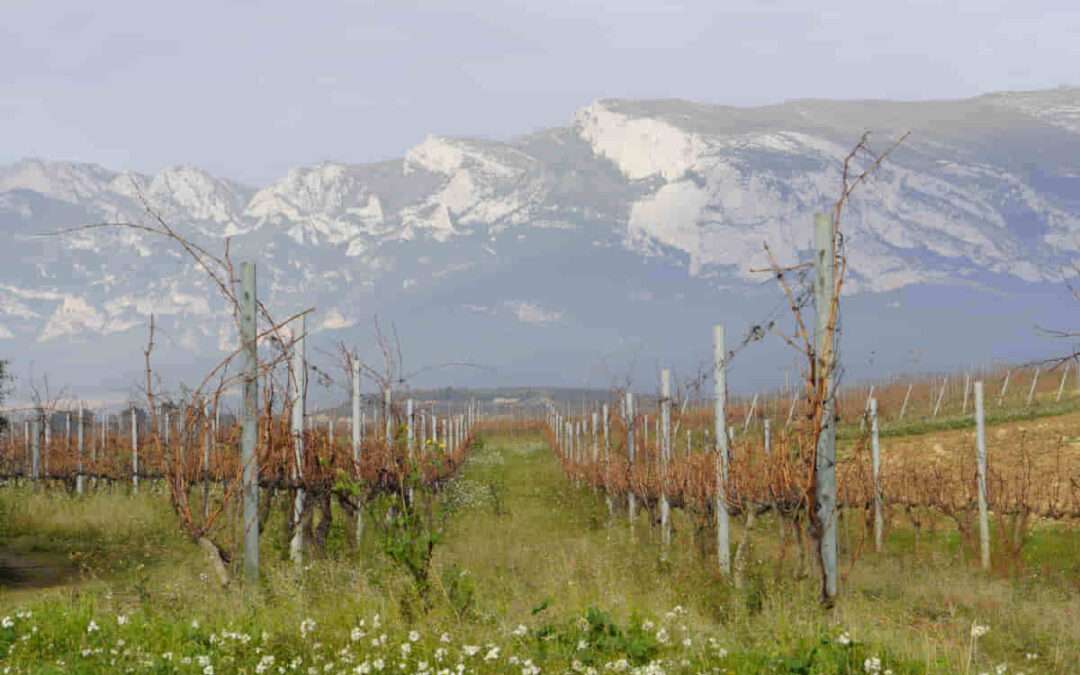 Las ayudas para el viñedo viejo llegarán a 294 explotaciones