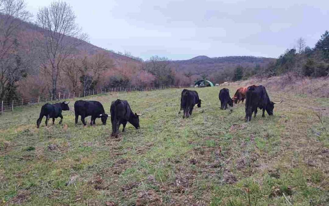 Comienza el pastoreo rotacional en Gasteiz con las primeras ocho vacas