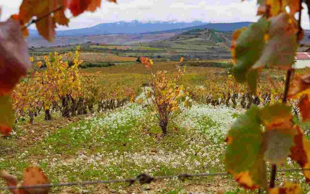 Un millar de viticultores alaveses han recibido casi 5 millones por reducir sus cosechas