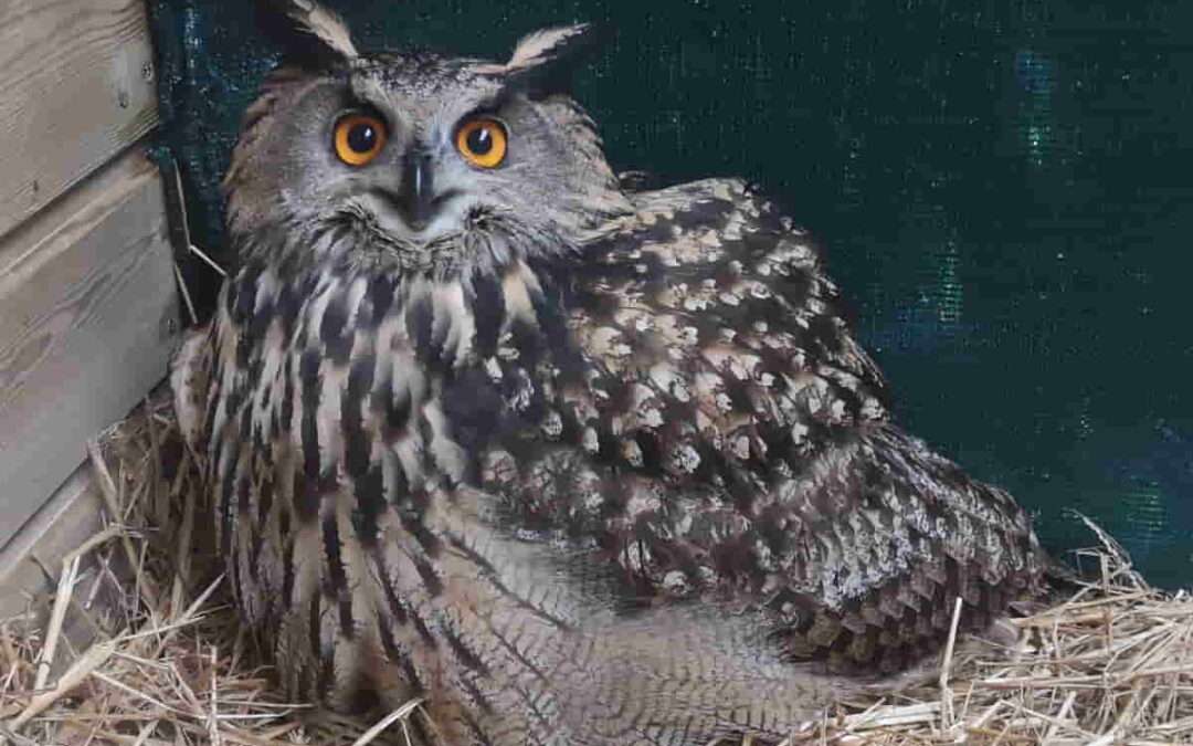Medio siglo de Mártioda, un ‘hospital’ para 20.000 animales