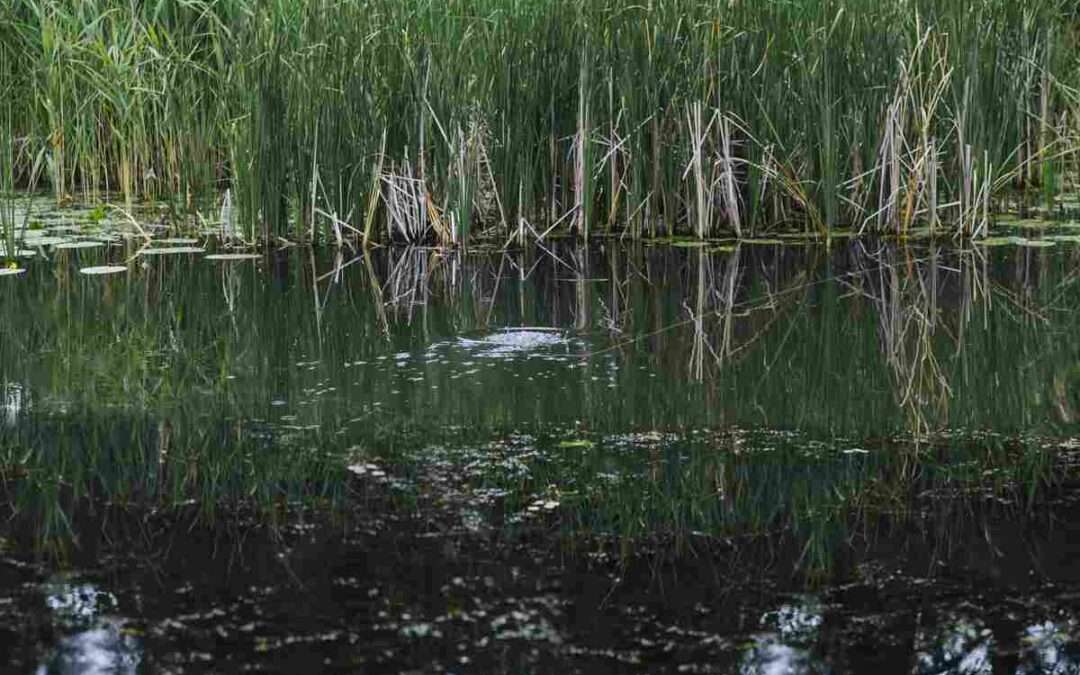 Solo dos humedales alaveses analizados por URA están en un buen estado ecológico