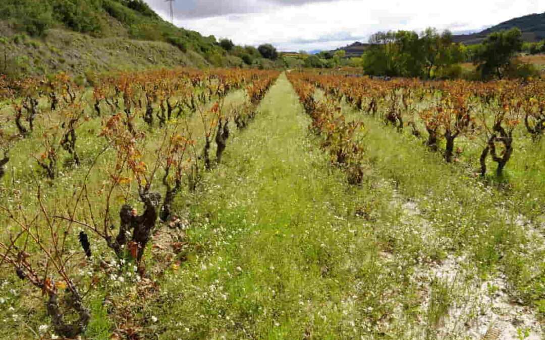 México, tierra de oportunidades para los vinos alaveses