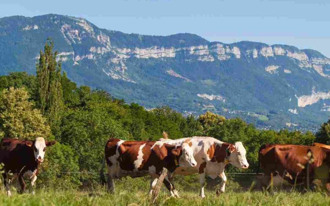La carne de vacuno entra en un nivel de precios «peligroso»