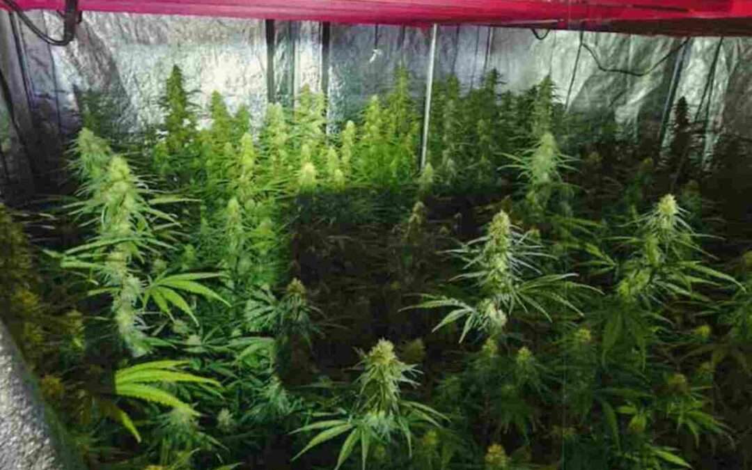 Incautadas cien plantas de marihuana tras saltar una alarma en Legutio