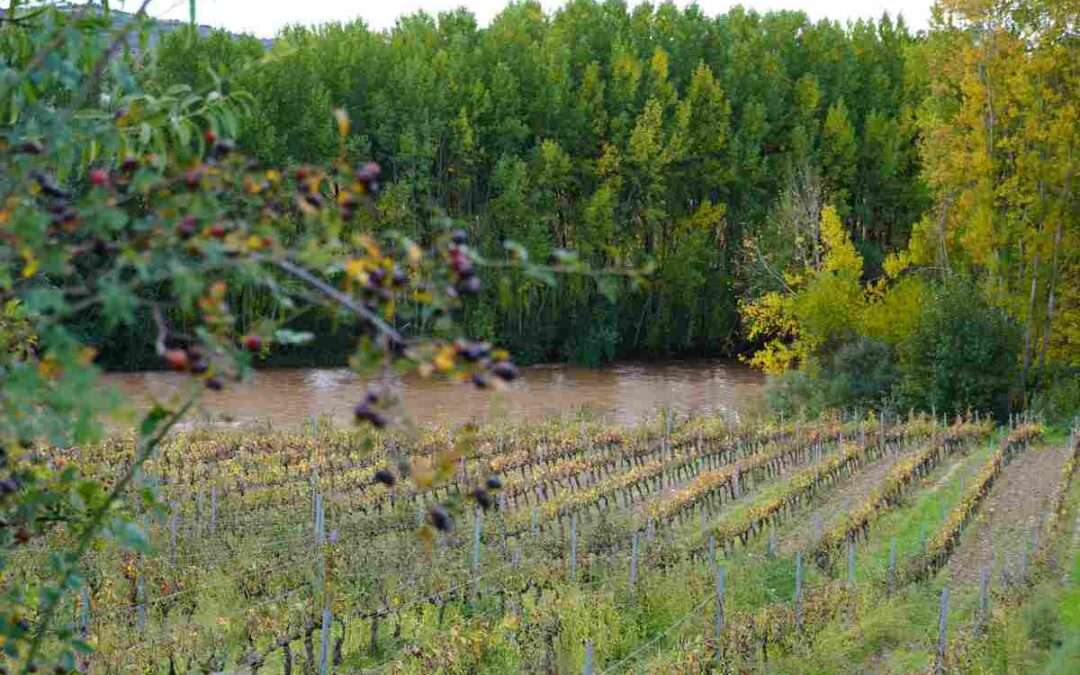 8,4 millones de euros para promocionar las exportaciones de vino en 2026