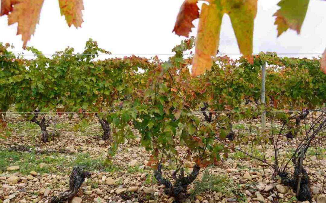 Desmantelada un red que falsificaba vinos de Rioja; una bodega alavesa investigada