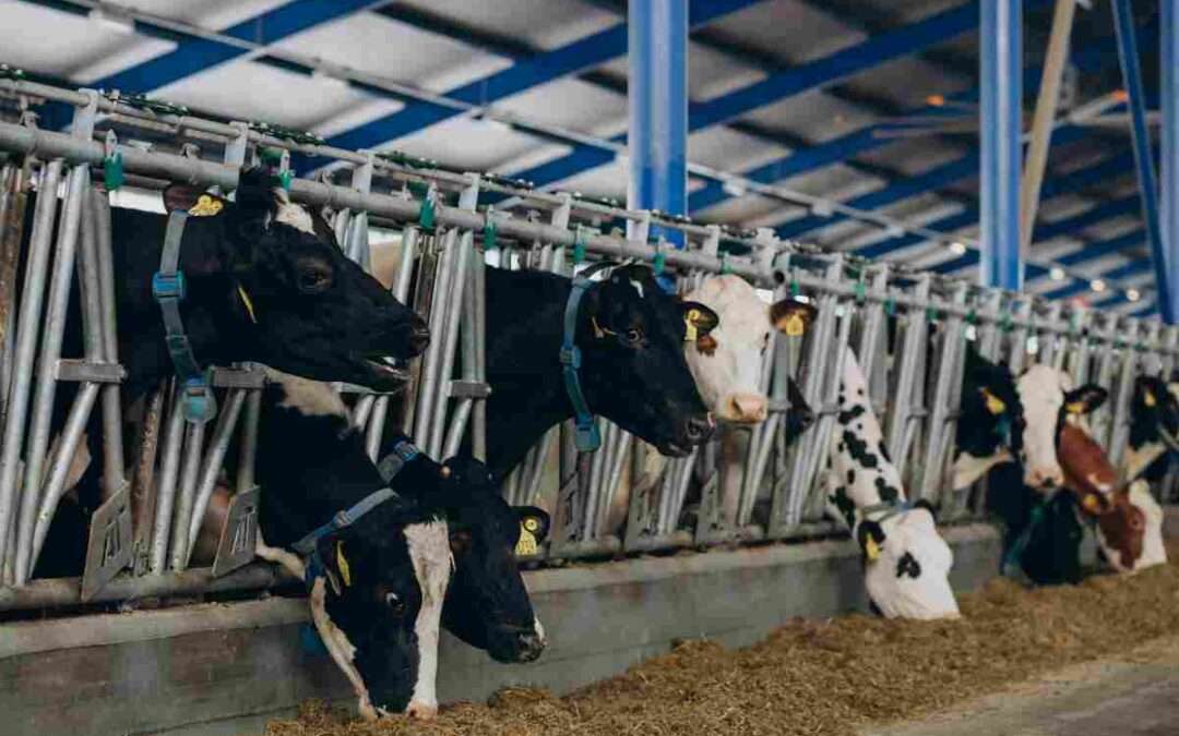 Nueva normativa higiénico-sanitaria y medioambiental para las ganaderías