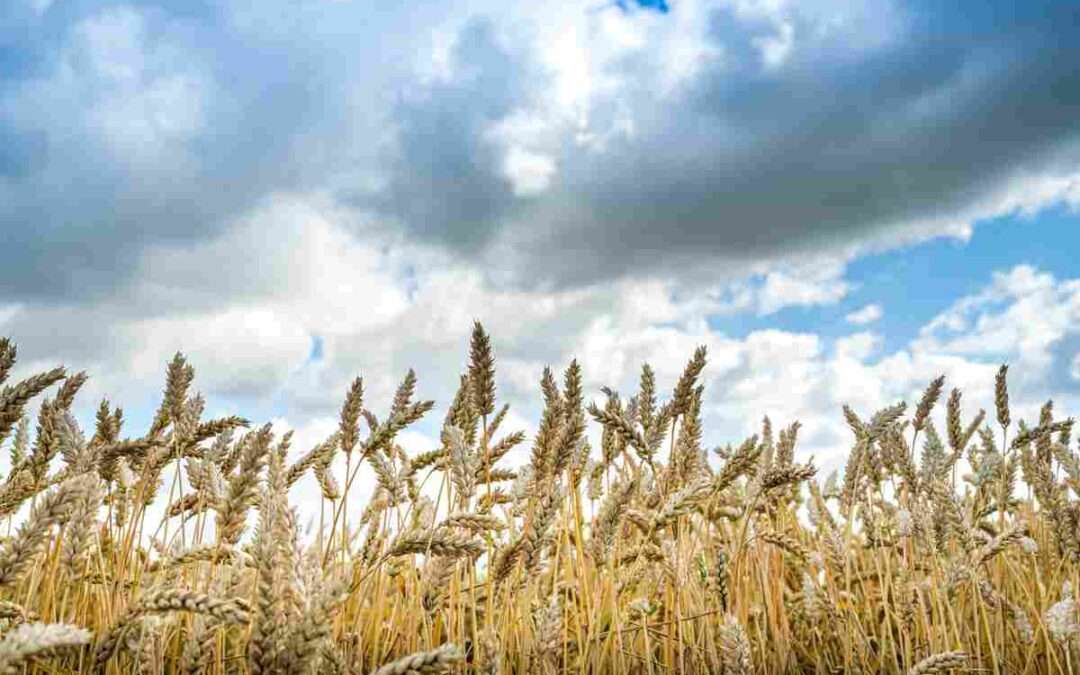 El cereal se estanca a la espera de noticias sobre los aranceles