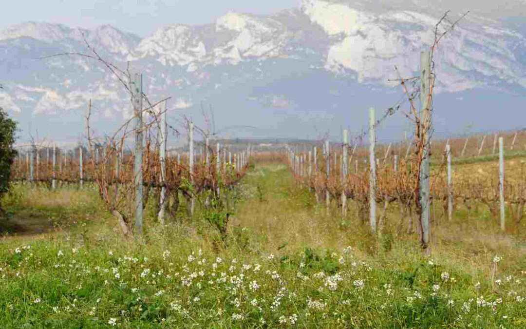 Villa Lucía acoge una jornada de formación sobre viticultura ecológica