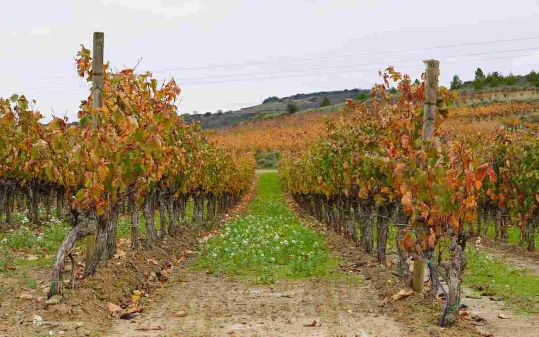 UAGA convoca este lunes a todos los viticultores de Rioja Alavesa