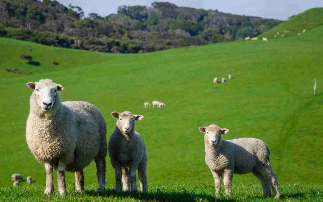 El PP pide que las ayudas por ataques de lobos lleguen en tres meses