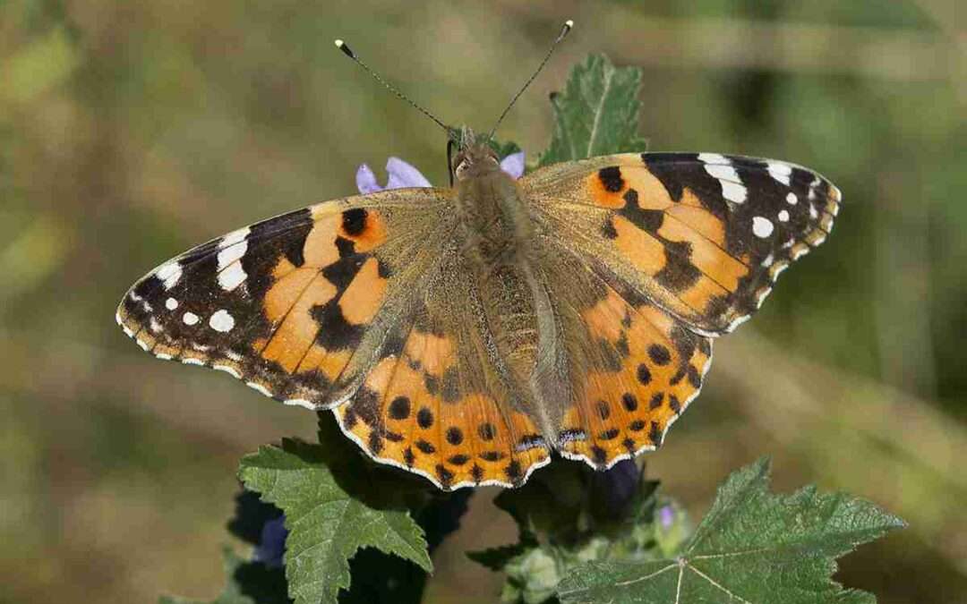 Estalla la primavera de los Parques Naturales de Álava