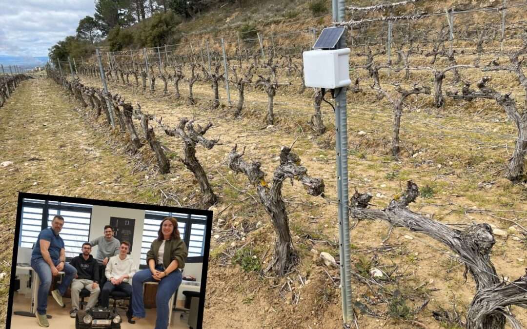 Cuidados intensivos para los viñedos alaveses