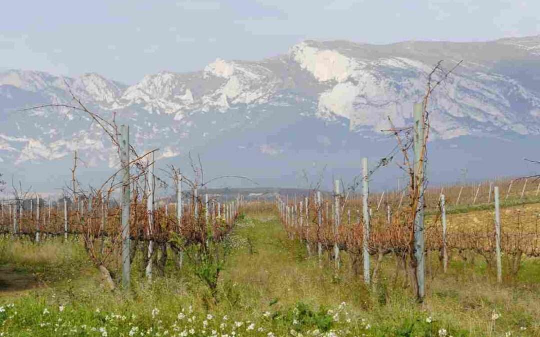Activadas las ayudas para la cosecha en verde en Rioja Alavesa