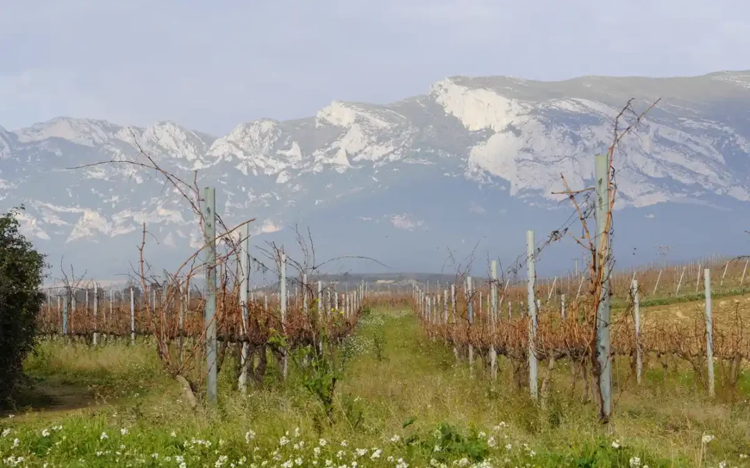 EH Bildu critica la reducción de rendimientos en Rioja Alavesa y reclama un marco legal propio