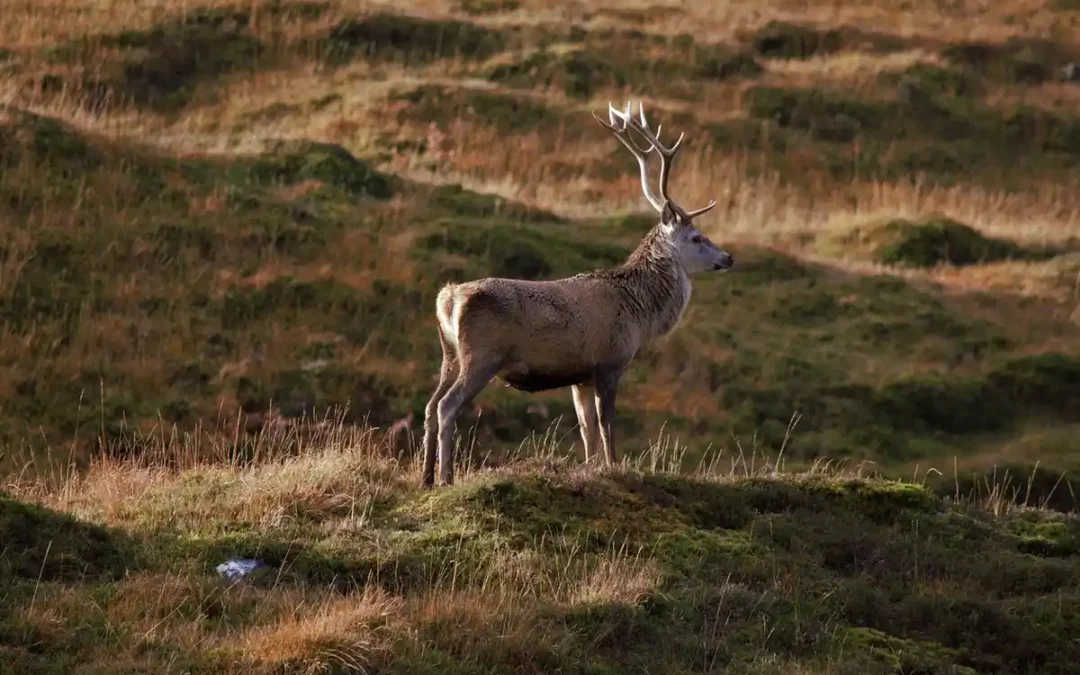 Lo que no podrás hacer en el Gorbea durante la berrea de los ciervos