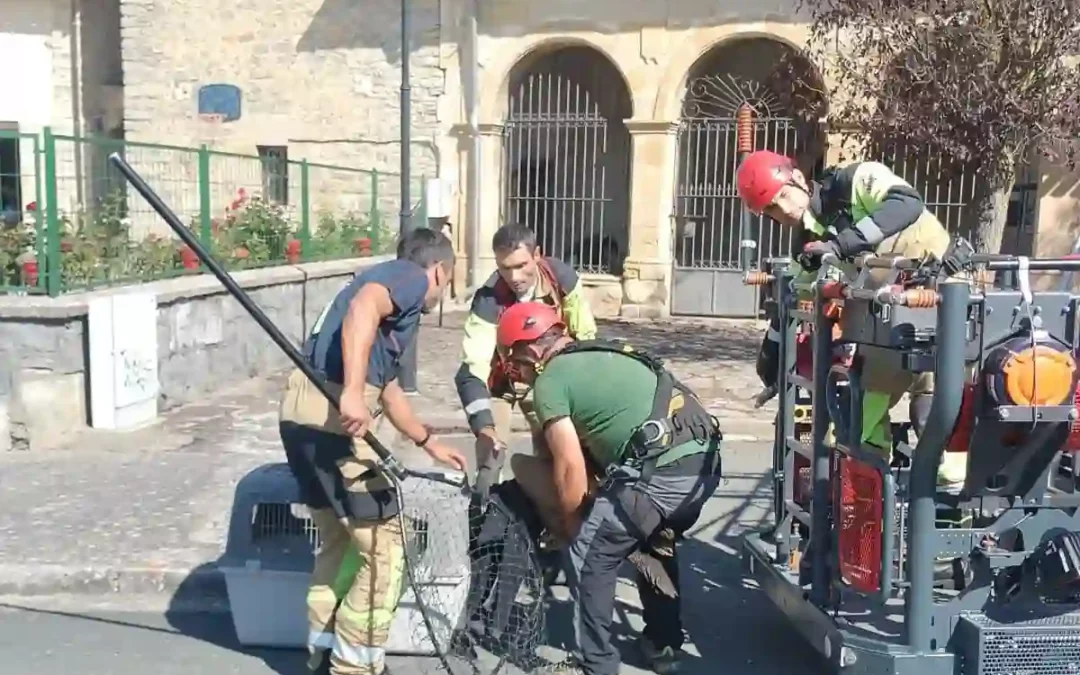 Los bomberos rescatan a una cría de buitre del tejado de la iglesia de Gobeo