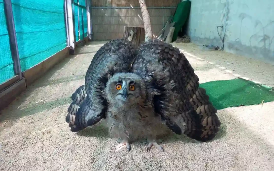 Mártioda trae a Araba a especialistas de referencia en la conservación de fauna silvestre por su 50º aniversario