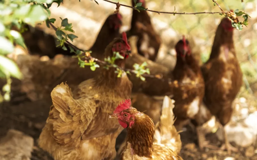 Euskadi permitirá medidas excepcionales al confinamiento de aves