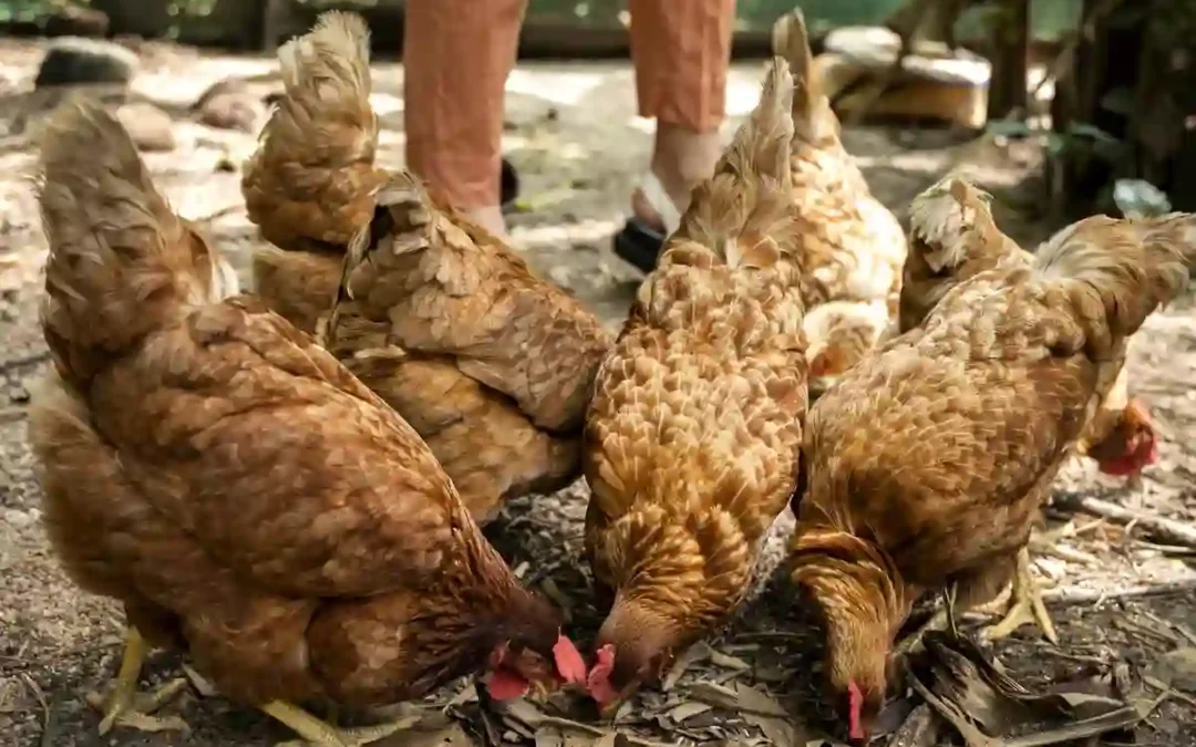 Las excepciones decretadas por el Gobierno Vasco al encierro de aves