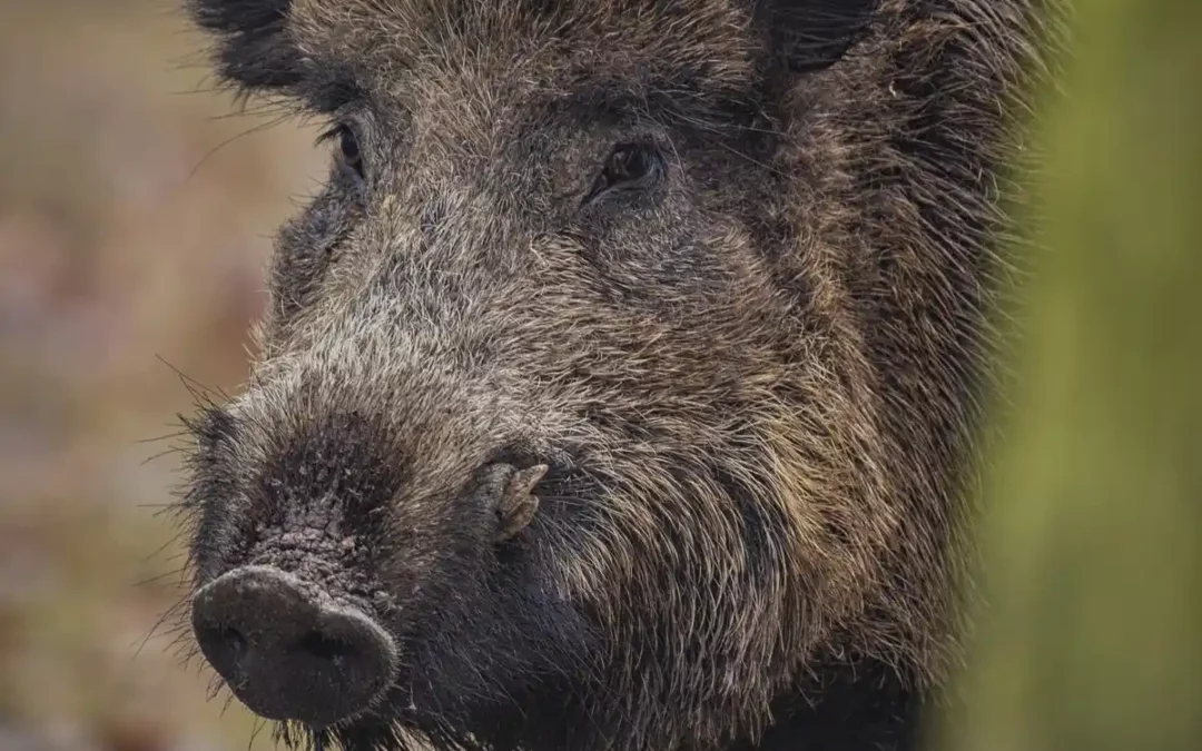 El Gobierno Vasco pide reforzar la bioseguridad por los casos de peste porcina africana detectados en jabalíes en Barcelona
