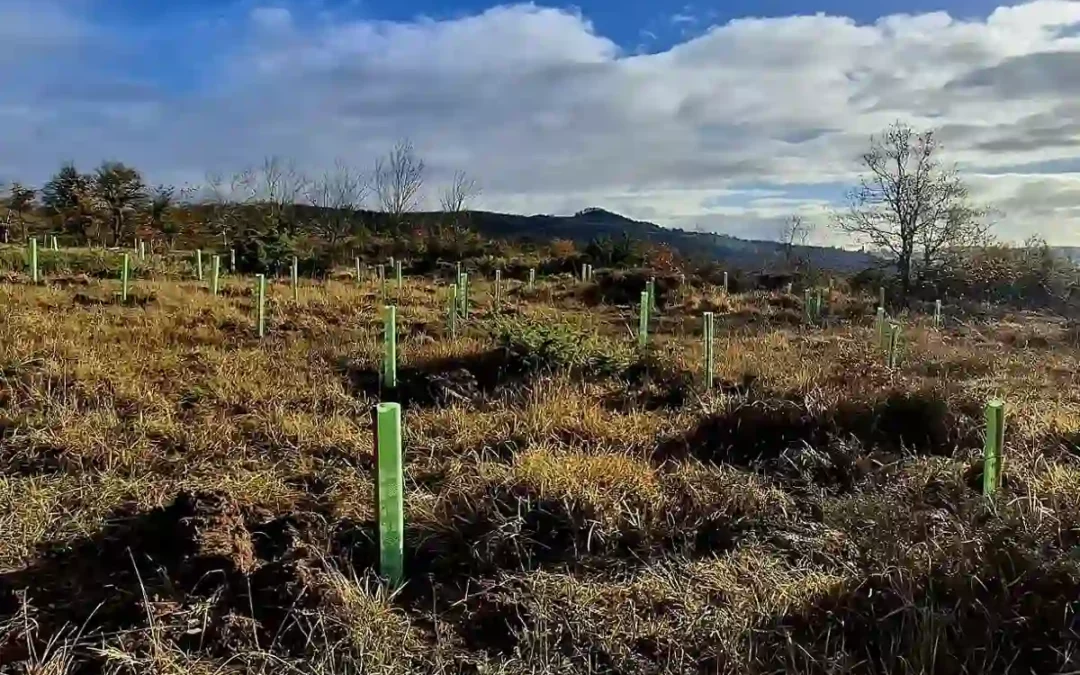 La Diputación recupera 10 hectáreas de bosque en el entorno de Garaio
