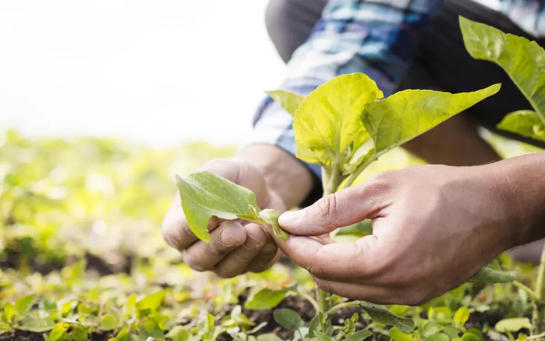 Las ayudas Lehiatu reparten casi 18 millones de euros para impulsar la transformación agroalimentaria en Euskadi