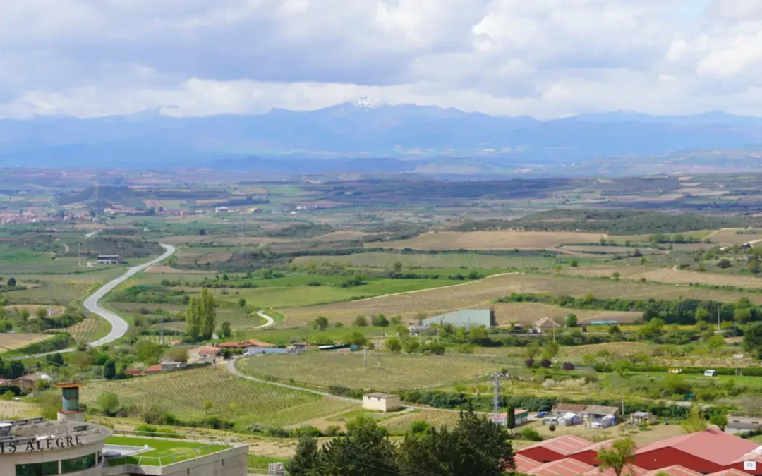 Un millón de euros para la reestructuración y reconversión del viñedo
