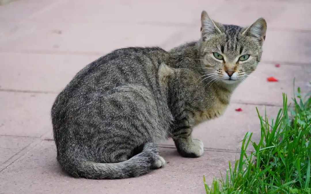 El proyecto CER ha esterilizado ya a 600 de los cerca de 2.000 gatos comunitarios censados en Álava