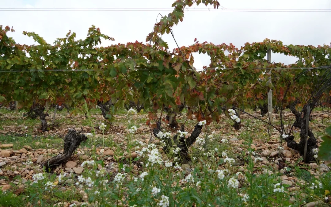 El Gobierno Vasco activa 2 millones en ayudas para la cosecha en verde en Rioja Alavesa