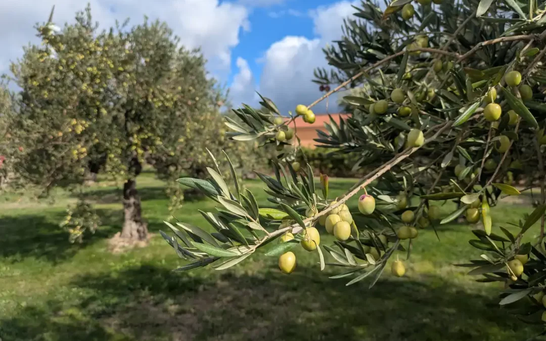 El aceite de Rioja Alavesa en 2025-2026: 150.000 litros de producto de alta calidad