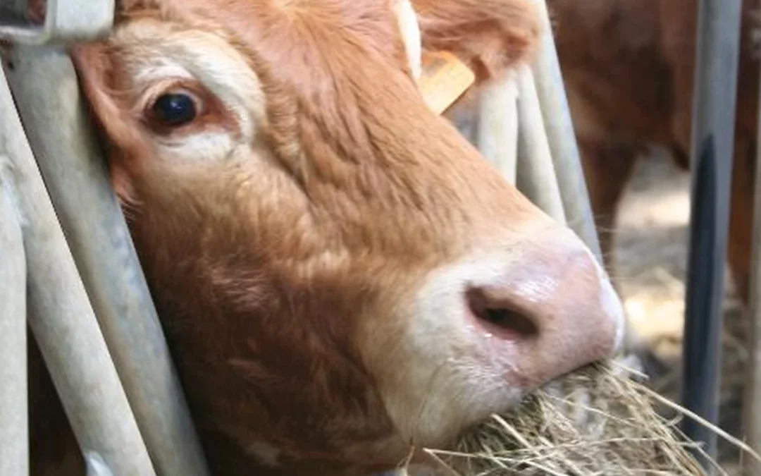 La UE firma un acuerdo comercial con Australia, «una nueva traición al sector agrario», según UAGA