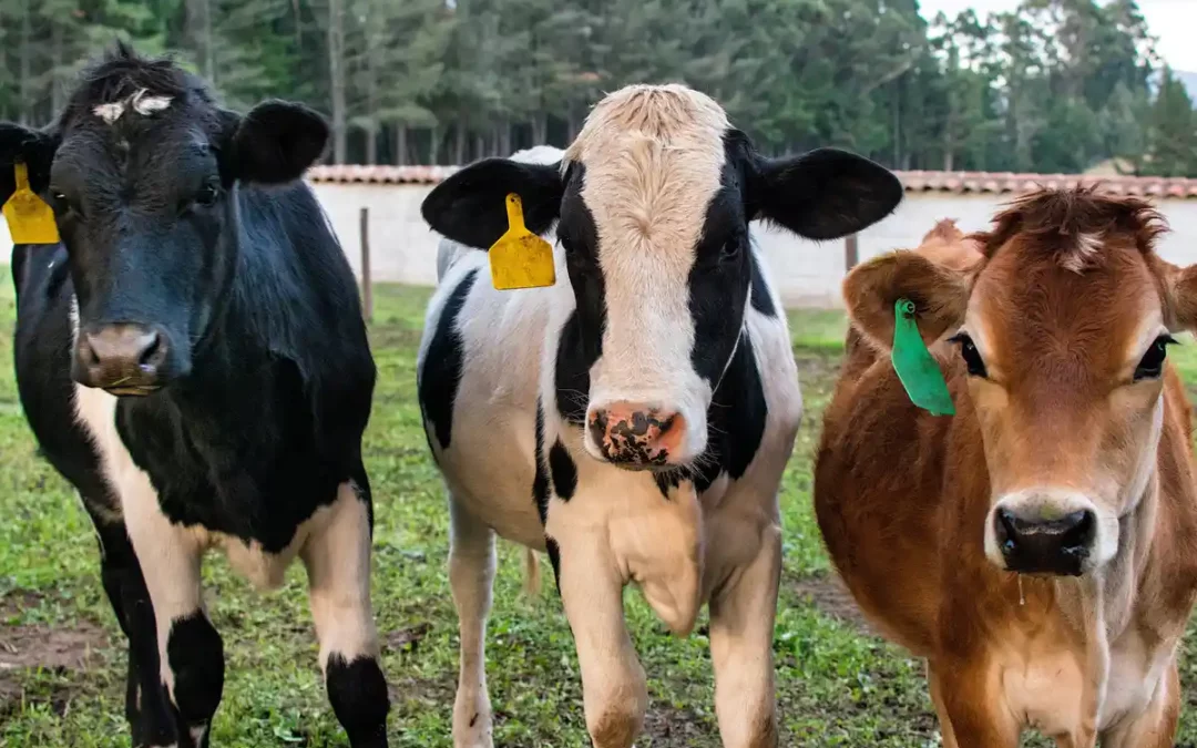 Euskadi reitera su exigencia de ampliar la vacunación frente a la dermatosis tras un nuevo caso en Aragón