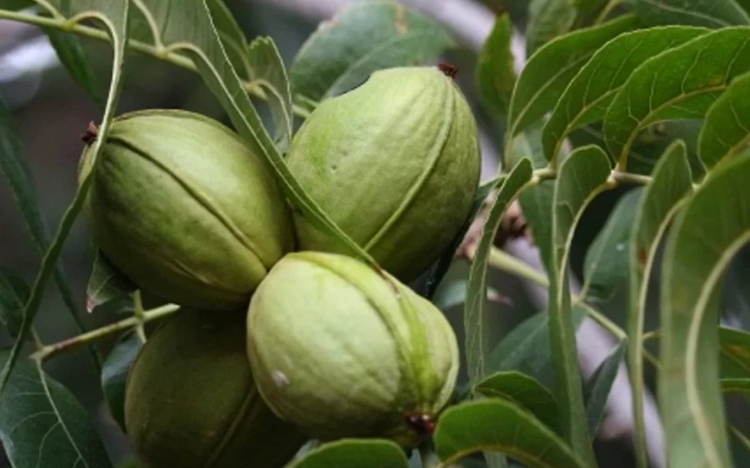 Jornada técnica sobre el cultivo del nogal en Lantarón