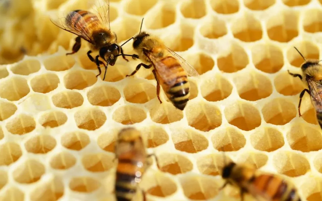 Álava ampliará los tratamientos a las colmenas para combatir la varroosis