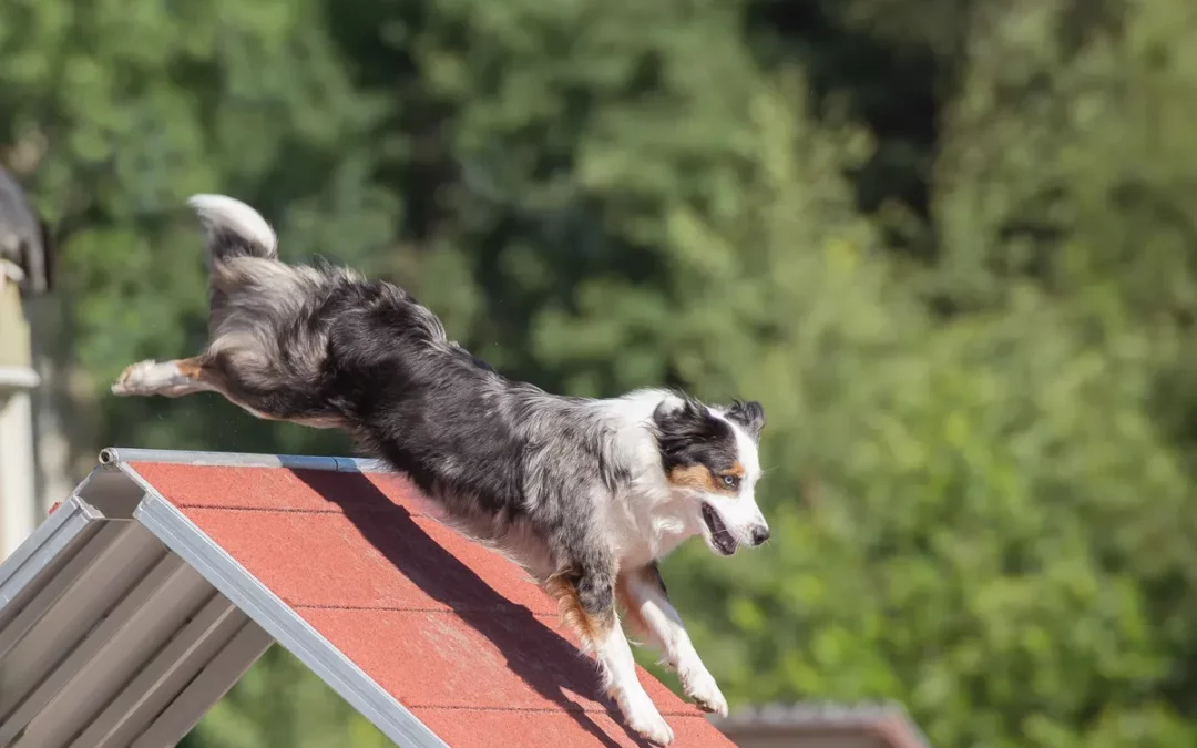 Oyón inaugura un nuevo espacio de esparcimiento canino con un circuito de ‘agility’