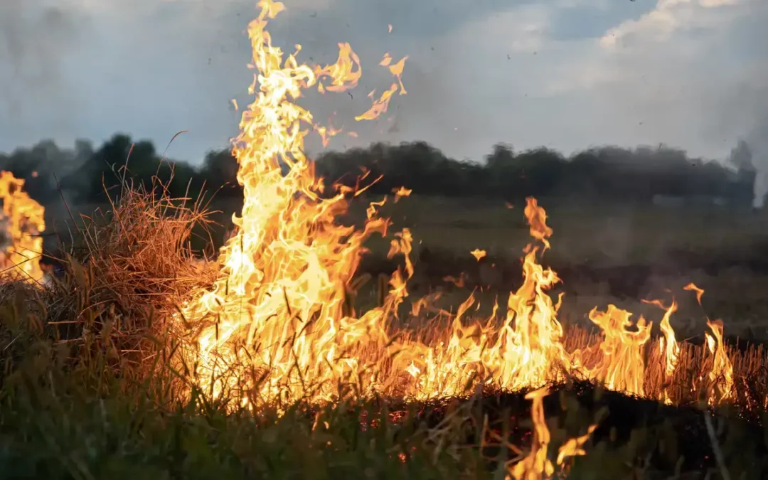 La Diputación creará bandas cortafuegos de 25 metros de ancho en los pueblos alaveses ubicados junto a bosques