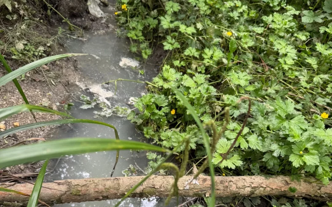 Zadorra Bizirik denuncia un nuevo episodio de posible contaminación en el río Alegría