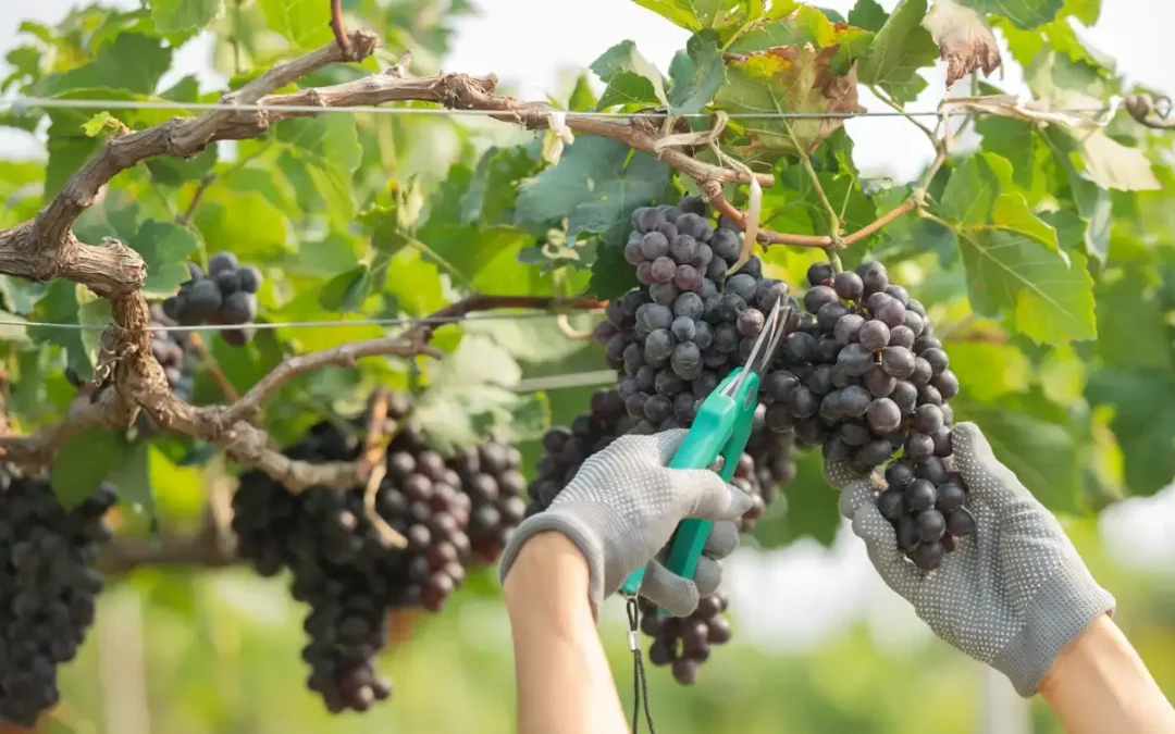 La DOC Rioja fija un rendimiento del 90% para uvas tintas en la vendimia de 2026