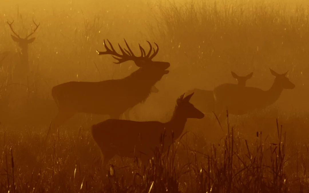 El documental ‘Bihotza’ mostrará la biodiversidad de Álava en las seis cuadrillas y Treviño