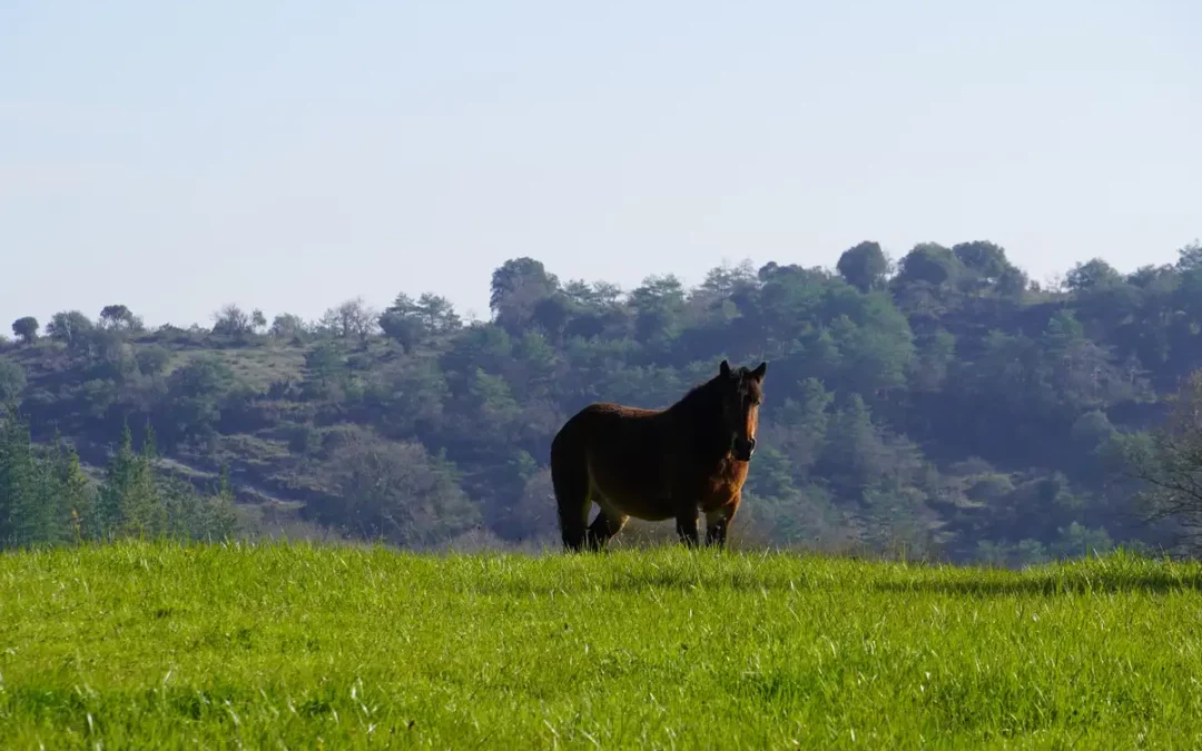 Ondategi celebra el 28 de junio la XXIX Exhibición del Caballo de Estribaciones del Gorbea