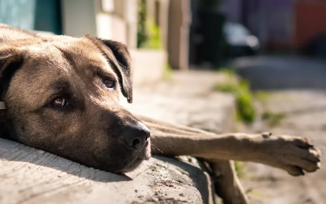 La Diputación destina 100.000 euros a la recogida de perros abandonados en los pueblos de Álava