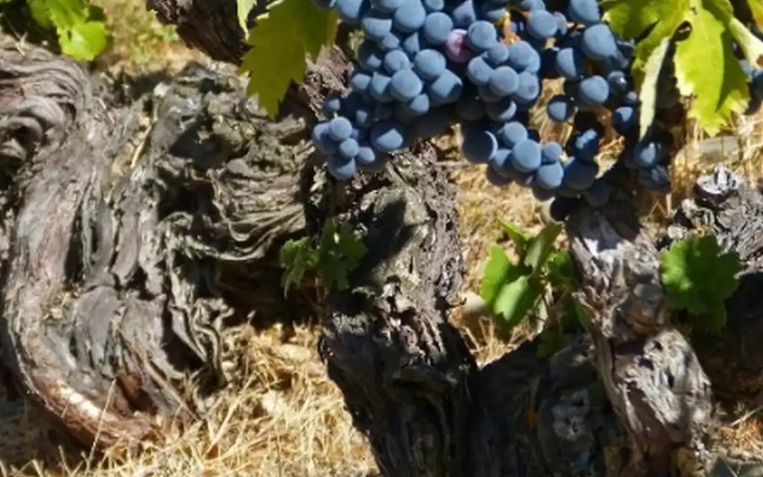 Nuevo catálogo para proteger los viñedos históricos de Rioja Alavesa