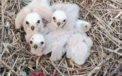 Álava activa la campaña para proteger los nidos de aguilucho durante la cosecha en los campos de cereal