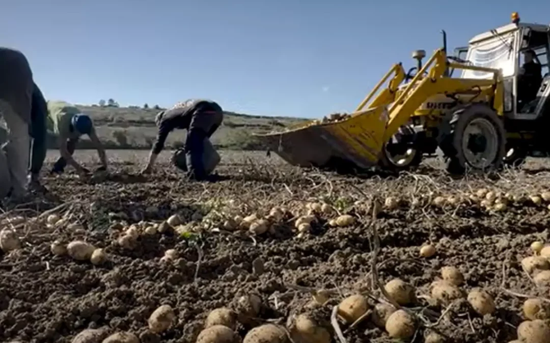 UAGA prepara la campaña de temporerismo para la recogida de patata, txakolí y labores agrarias en Álava